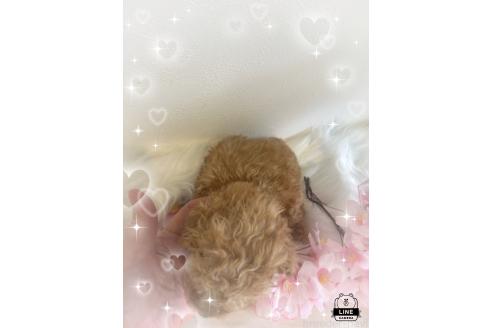 成約済の愛媛県のタイニープードル-376456の5枚目