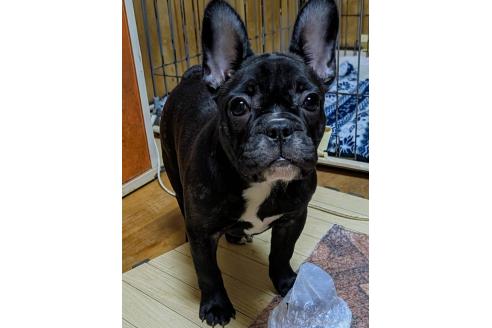 成約済の愛媛県のフレンチブルドッグ-365108の26枚目
