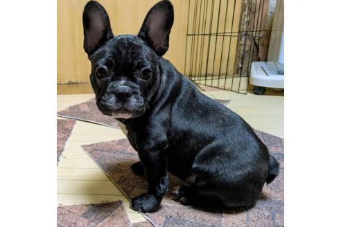 成約済の愛媛県のフレンチブルドッグ-365108の25枚目