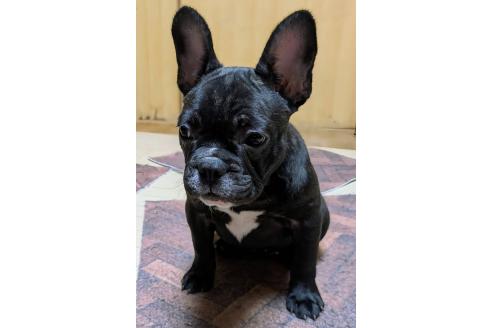 成約済の愛媛県のフレンチブルドッグ-365108の24枚目