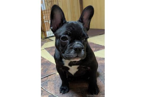 成約済の愛媛県のフレンチブルドッグ-365108の23枚目