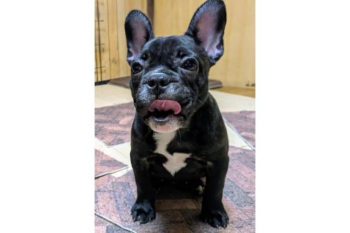 成約済の愛媛県のフレンチブルドッグ-365108の22枚目