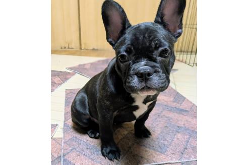 成約済の愛媛県のフレンチブルドッグ-365108の21枚目