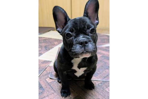 成約済の愛媛県のフレンチブルドッグ-365108の20枚目