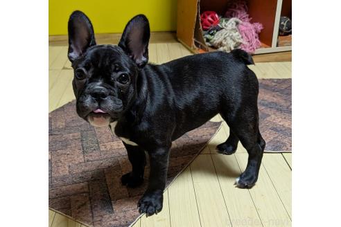 成約済の愛媛県のフレンチブルドッグ-365108の19枚目