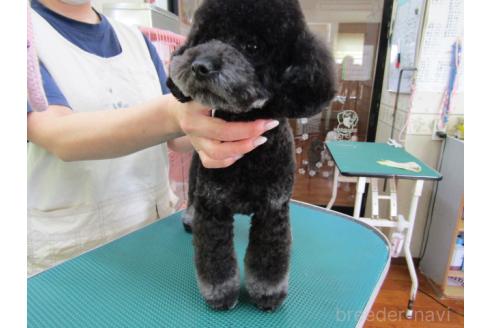 販売中の静岡県のタイニープードル-374813の4枚目