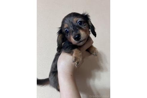 成約済の鹿児島県のミニチュアダックスフンド(ロングヘアード)-376481の2枚目