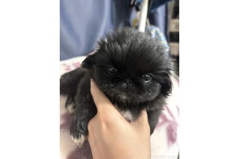 成約済の愛知県のペキニーズ-376503の6枚目