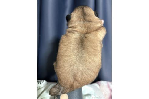 成約済の愛知県のペキニーズ-376506の3枚目