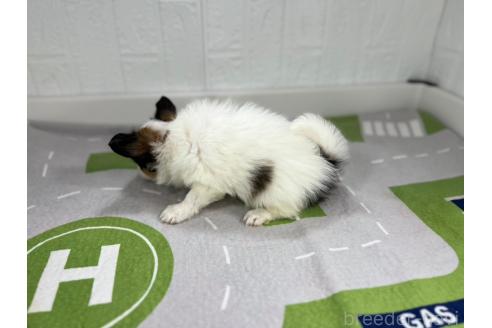 成約済の愛知県のパピヨン-376551の4枚目
