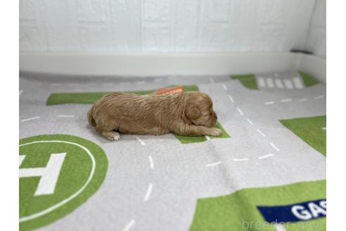 成約済の愛知県のマルプー:マルチーズ×トイプードル-376552の6枚目