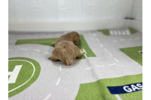 成約済の愛知県のマルプー:マルチーズ×トイプードル-376552の5枚目