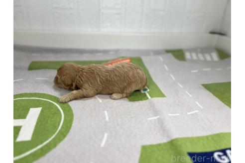 成約済の愛知県のマルプー:マルチーズ×トイプードル-376552の2枚目