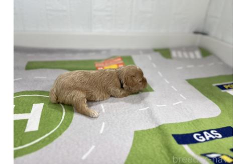 成約済の愛知県のマルプー:マルチーズ×トイプードル-376553の6枚目