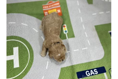 成約済の愛知県のマルプー:マルチーズ×トイプードル-376553の3枚目