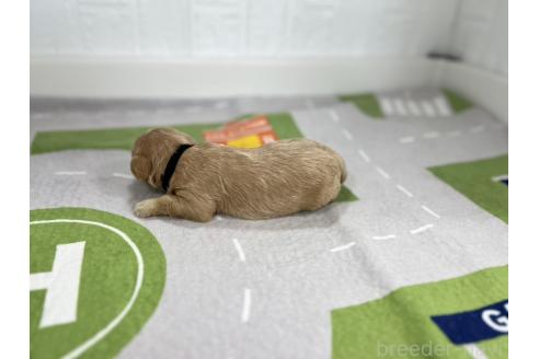 成約済の愛知県のマルプー:マルチーズ×トイプードル-376553の2枚目