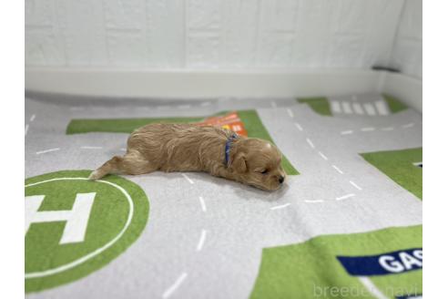 成約済の愛知県のマルプー:マルチーズ×トイプードル-376554の6枚目