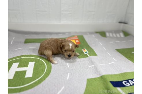 成約済の愛知県のマルプー:マルチーズ×トイプードル-376555の6枚目