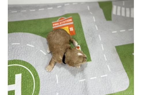 成約済の愛知県のマルプー:マルチーズ×トイプードル-376555の3枚目