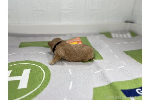 成約済の愛知県のマルプー:マルチーズ×トイプードル-376555の2枚目