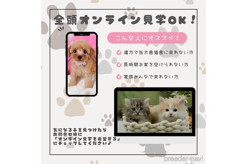 成約済の神奈川県のトイプードル-376735の15枚目