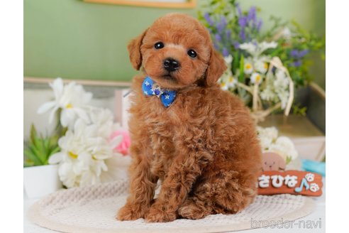 成約済の神奈川県のトイプードル-376728の11枚目