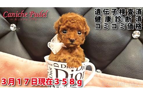 商談中の岐阜県のティーカッププードル-376379の21枚目