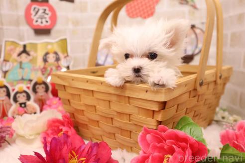 成約済の東京都のマルチーズ-376380の5枚目