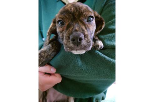 成約済の栃木県のミックス犬-376382の1枚目