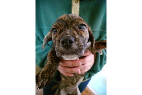 成約済の栃木県のミックス犬-376382の10枚目
