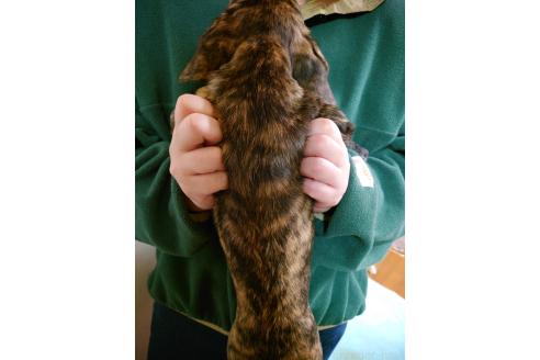 成約済の栃木県のミックス犬-376382の9枚目