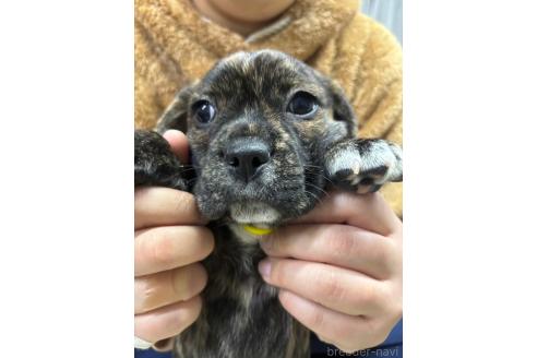 成約済の栃木県のミックス犬-376382の8枚目