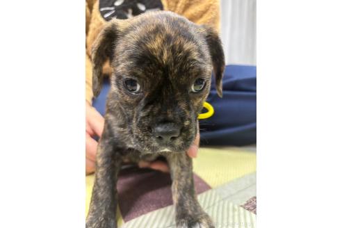 成約済の栃木県のミックス犬-376382の7枚目