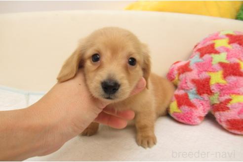 成約済の大阪府のミニチュアダックスフンド(ロングヘアード)-376385の2枚目