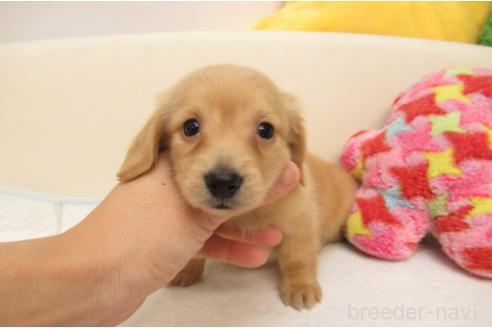 成約済の大阪府のミニチュアダックスフンド(ロングヘアード)-376385の1枚目