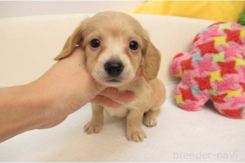 成約済の大阪府のミニチュアダックスフンド(ロングヘアード)-376388の1枚目