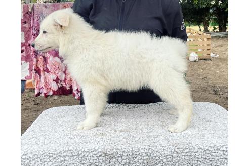成約済の福岡県のホワイトスイスシェパードドッグ-376570の5枚目