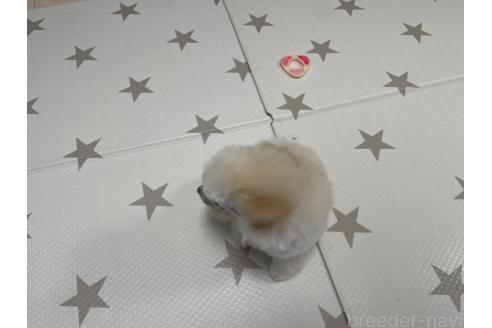 成約済の長野県のトイプードル-366830の5枚目