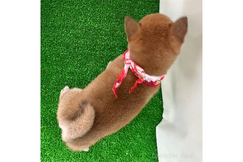 成約済の神奈川県の豆柴-373189の2枚目