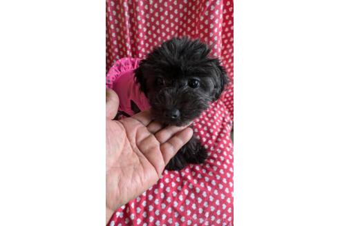 販売中の鹿児島県のミックス犬-358145の3枚目