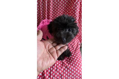 販売中の鹿児島県のミックス犬-358145の2枚目