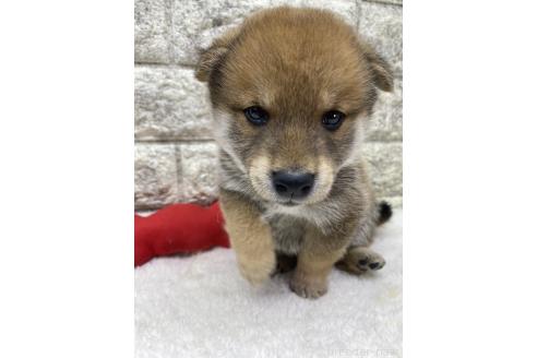 成約済の茨城県の豆柴-376600の1枚目