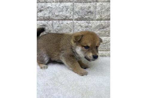 成約済の茨城県の豆柴-376600の3枚目