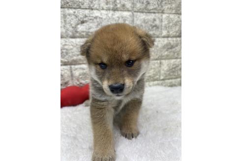 成約済の茨城県の豆柴-376600の2枚目