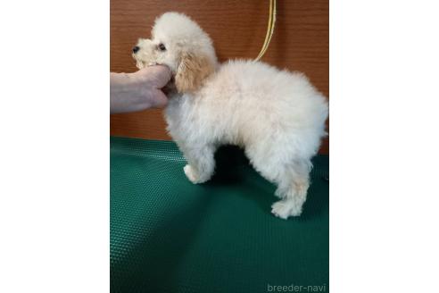 成約済の鹿児島県のマルプー:マルチーズ×トイプードル-363151の4枚目