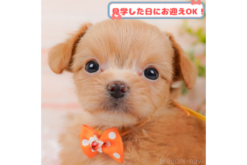 成約済の神奈川県のチワプー:チワワ×トイプードル-376617の1枚目