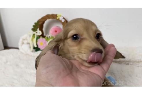 成約済の岐阜県のミニチュアダックスフンド(ロングヘアード)-369198の2枚目