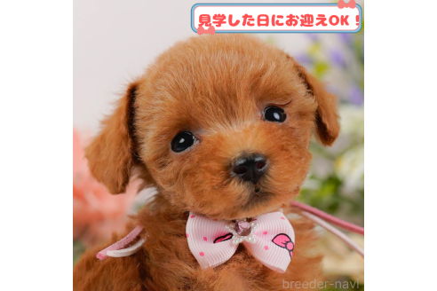 販売中の神奈川県のタイニープードル-376622