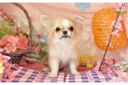 成約済の愛知県のミックス犬-356596の2枚目