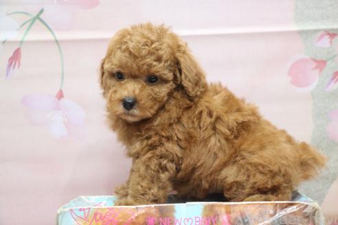 成約済の千葉県のタイニープードル-376646の3枚目
